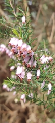 Erica erigena