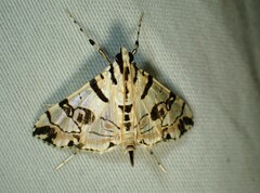 Conchylodes salamisalis
