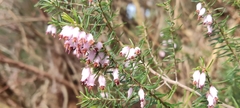 Erica erigena