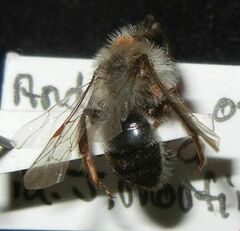 Andrena cineraria