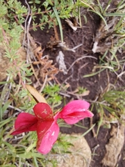 Indigofera hedyantha