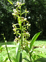 Prosthechea
