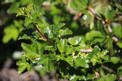 Ribes cucullatum