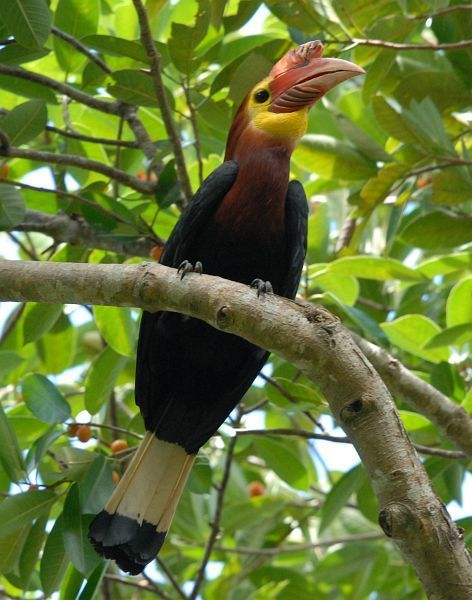 Writhe-billed Hornbill in March 2011 by Lorenzo Vinciguerra · iNaturalist