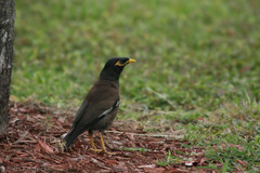 Acridotheres tristis
