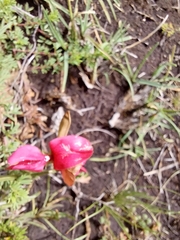 Indigofera hedyantha