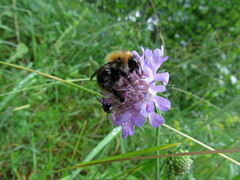Bombus pascuorum