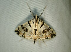 Conchylodes salamisalis