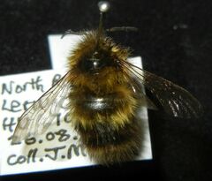 Bombus jonellus