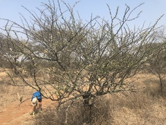 Vachellia hebeclada hebeclada