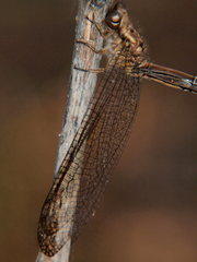 Disparomitus transvaliensis