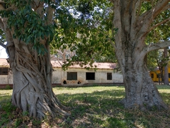 Ficus luschnathiana