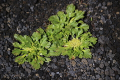 Azorella diversifolia