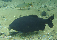 Small-Scaled Pacu photo 5