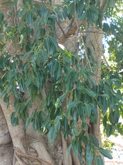Ficus luschnathiana