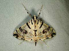 Conchylodes salamisalis