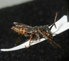 Nomada flavoguttata
