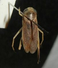 Sigara dorsalis