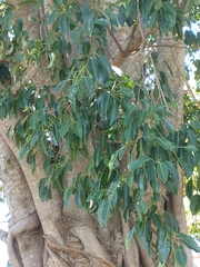 Ficus luschnathiana