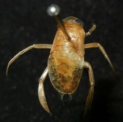 Corixini