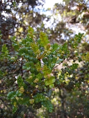 Weinmannia mariquitae