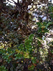 Weinmannia mariquitae