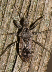 Coranus griseus