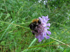Bombus pascuorum