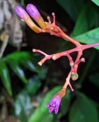 Palicourea longiflora