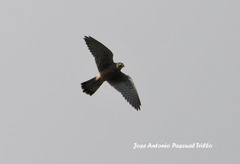 Falco tinnunculus canariensis