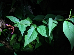 Palicourea longiflora