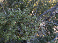 Condalia globosa