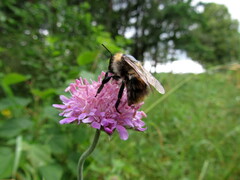 Bombus pascuorum