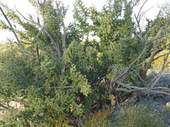 Condalia globosa