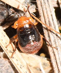 Geocoris erythrocephalus