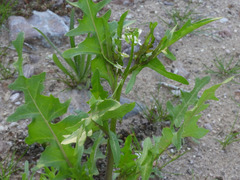 Caulanthus lasiophyllus