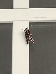 Autographa californica
