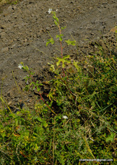 Magnoliopsida
