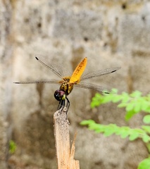 Aethriamanta brevipennis