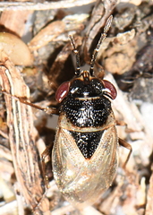 Geocoris megacephalus