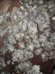 Dermatocarpon miniatum