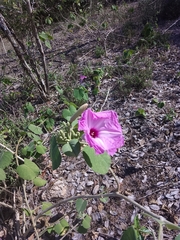 Ipomoea carnea