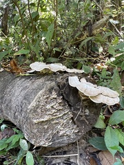 Trametes menziesii