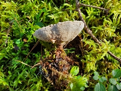Phellodon tomentosus