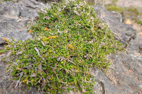Ballochia rotundifolia image
