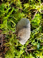 Phellodon tomentosus