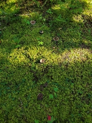 Phellodon tomentosus