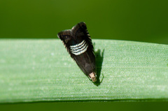 Grapholita compositella