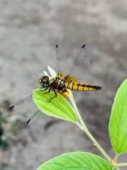 Aethriamanta brevipennis