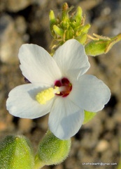 Magnoliopsida